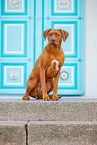 Livernose Rhodesian Ridgeback