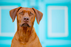 Livernose Rhodesian Ridgeback