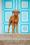 Livernose Rhodesian Ridgeback