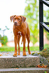 Livernose Rhodesian Ridgeback