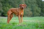Livernose Rhodesian Ridgeback
