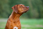 Livernose Rhodesian Ridgeback