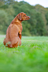 Livernose Rhodesian Ridgeback