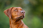 Livernose Rhodesian Ridgeback