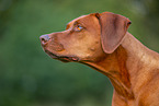 Livernose Rhodesian Ridgeback