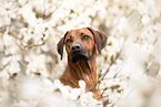 Rhodesian Ridgeback
