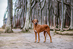Rhodesian Ridgeback