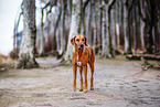 Rhodesian Ridgeback