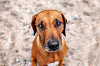 Rhodesian Ridgeback