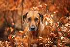 Rhodesian Ridgeback