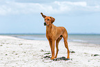 Rhodesian Ridgeback