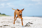 Rhodesian Ridgeback