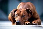 Rhodesian Ridgeback