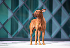 Rhodesian Ridgeback