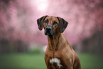 female Rhodesian Ridgeback