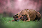 female Rhodesian Ridgeback