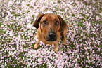 Rhodesian Ridgeback