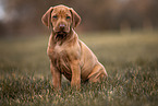Rhodesian Ridgeback Puppy