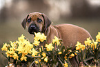 Rhodesian Ridgeback Puppy