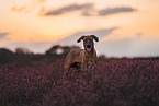 Rhodesian Ridgeback