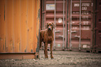 Rhodesian Ridgeback