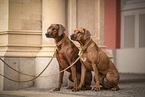 Rhodesian Ridgeback