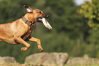 Rhodesian Ridgeback