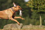 Rhodesian Ridgeback