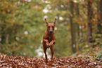 Rhodesian Ridgeback