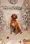 Rhodesian Ridgeback