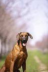 Rhodesian Ridgeback
