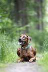 Rhodesian Ridgeback