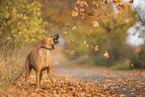 Rhodesian Ridgeback