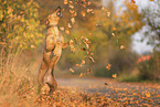 Rhodesian Ridgeback