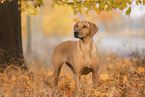 Rhodesian Ridgeback