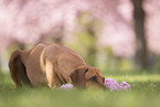 Rhodesian Ridgeback