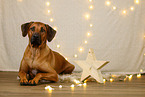Rhodesian Ridgeback in christmas decoration