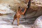 Rhodesian Ridgeback