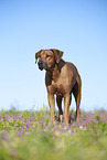 Rhodesian Ridgeback