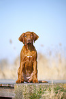 Rhodesian Ridgeback puppy