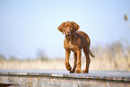 Rhodesian Ridgeback puppy