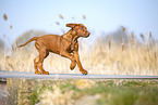 Rhodesian Ridgeback puppy