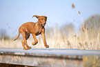 Rhodesian Ridgeback puppy