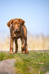 Rhodesian Ridgeback puppy