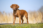 Rhodesian Ridgeback puppy