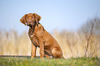 Rhodesian Ridgeback puppy