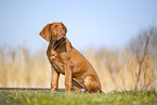 Rhodesian Ridgeback puppy
