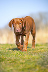 Rhodesian Ridgeback puppy
