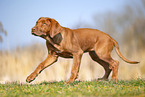 Rhodesian Ridgeback puppy
