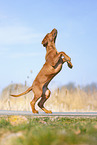 Rhodesian Ridgeback puppy
